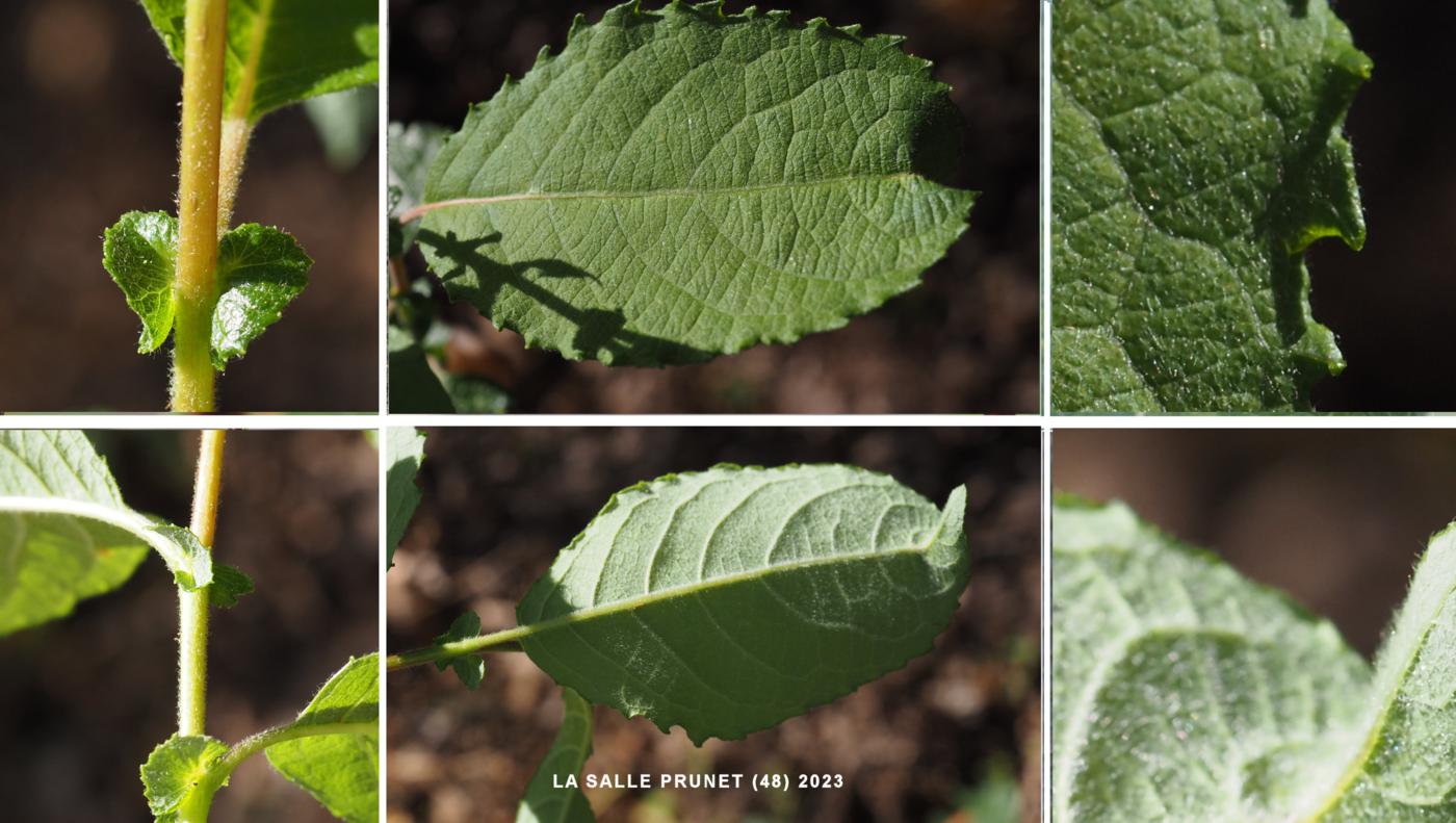 Willow, Round-leaved leaf